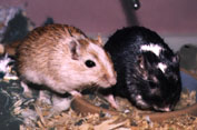 Nutmeg and Buddy