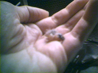 Baby Birdie, 3 days old, sleeping in my hand after a feeding